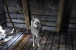 Скачать игру Нэнси Дрю 16. Белый волк Ледяного ущелья 0